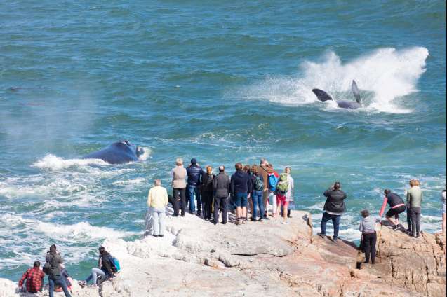 Whale watching in Hermanus