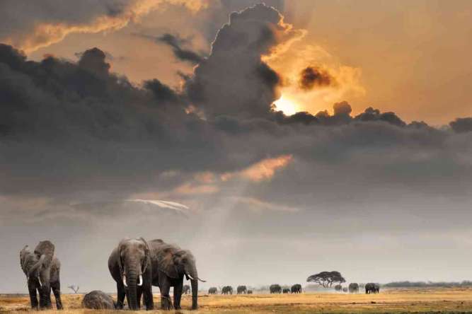 Elephants in Amboseli National Park Kenya monitored through conservation and AI wildlife tracking
