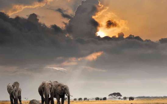 How Technology is Protecting Africas Wildlife: AI, Drones, and Bioacoustics