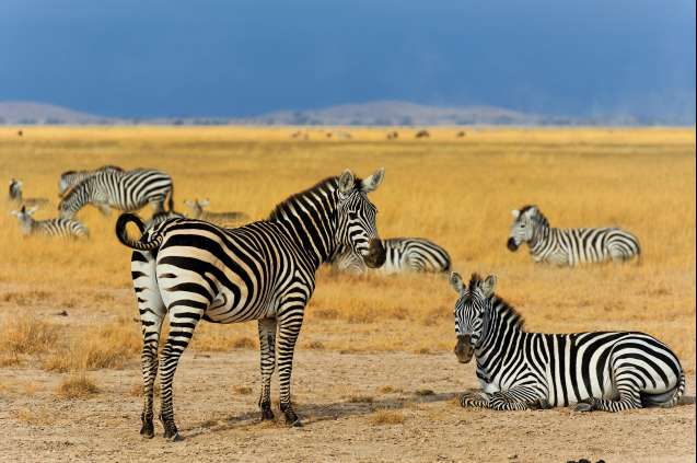 Zebras grazing in AmboseliKenya recorded in Wildbook citizen science and AI conservation projects