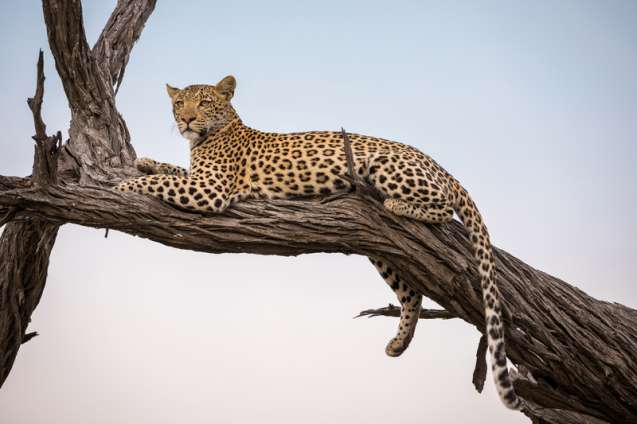 Leopard in Moremi Game Reserve Botswana monitored with camera traps for conservation