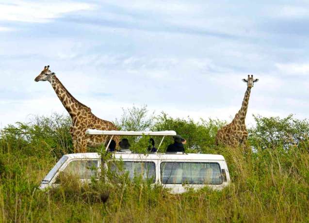 Kenya safari game drive where tourism supports wildlife conservation and technology projects
