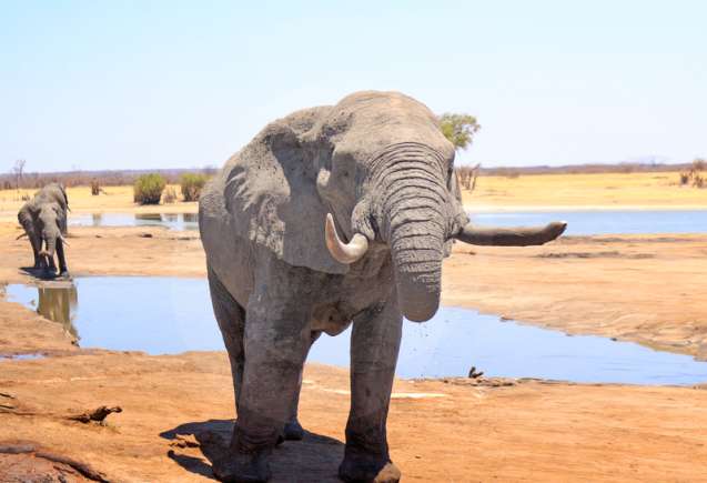 African elephant in Hwange Zimbabwe where acoustic AI sensors support anti poaching conservation