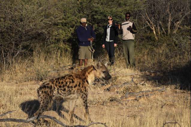 AfriCat Foundation rangers tracking leopards in Okonjima Namibia using citizen science and AI for big cat conservation