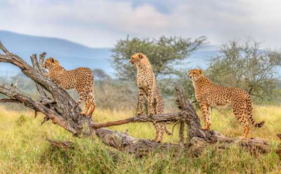 How to Safari in Africa on a Budget: Expert Tips from Stephanie Parker
