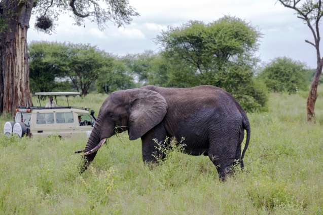 Budget safari in quieter safari destinations Tarangire National Park