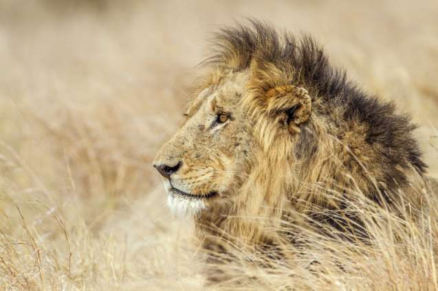 Lion in Kruger National Park for Cheap Safari Deals South Africa
