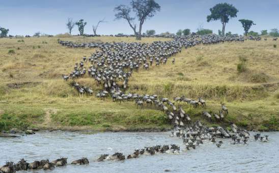 Early Bird vs Last Minute Safari Booking: What is Best for You?