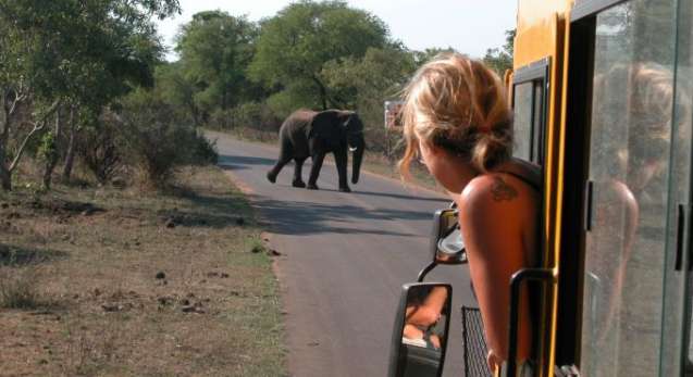 Elephant encounter on African overland safari