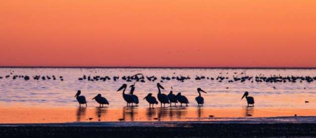 Pelicans on safari birdwatching in Africa