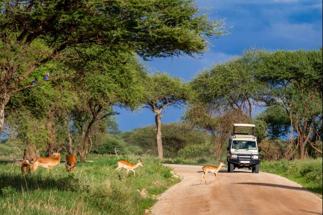 Tarangire National Park safari in Tanzania itinerary