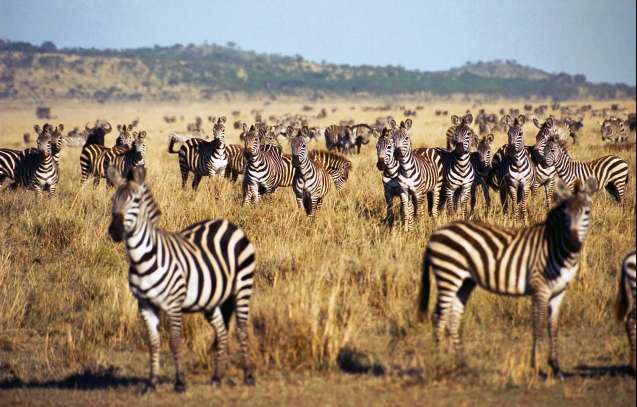 Zebra in the serengeti, tanzania