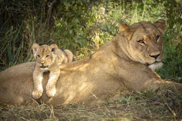 New born lion Savuti