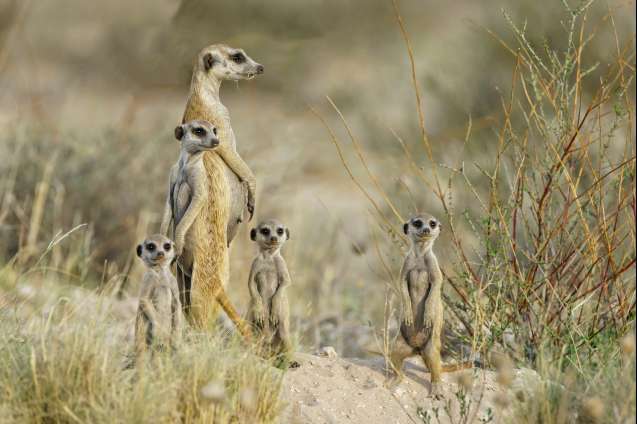 Best safari season baby animals