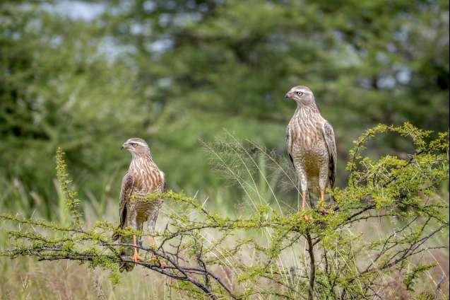The green season is birding season Pale chanting goshawk