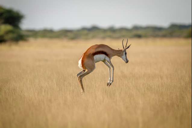 Springbok in the Kalahari on safari