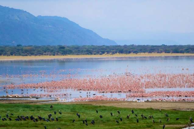 Birdlife green season safari