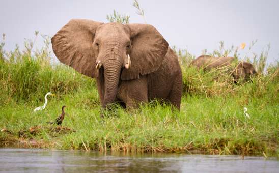 Green Season Safari Guide 2026: When to Visit & What to Expect
