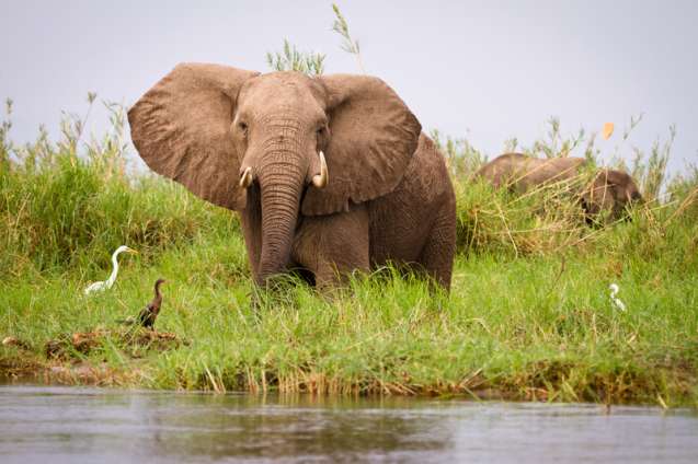 Elephant in the green season