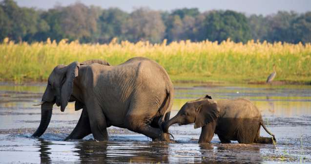 Zambezi river elephants on safari