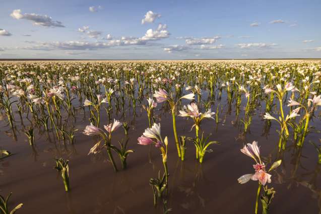 Lilys in bloom after rain Namibia