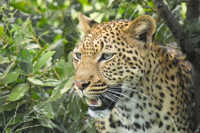 Green season leopard in Kruger National Park