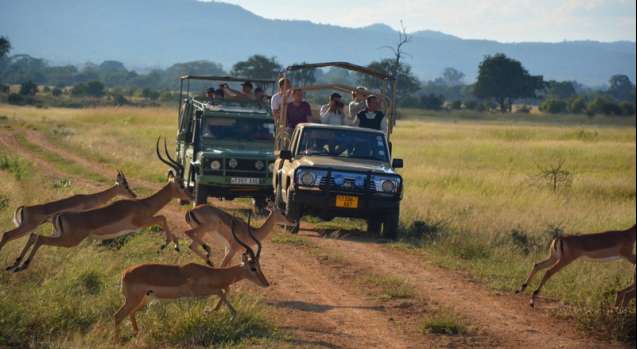 Tanzania safari drives