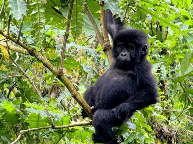 Uganda limited gorilla trekking permits