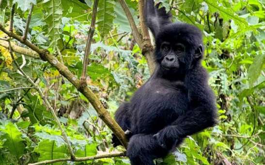 Best Time to Book African Safaris: Deals, Migration & Planning Tips