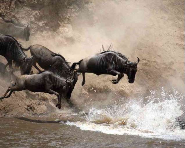 Peak season booking for the Great Migration