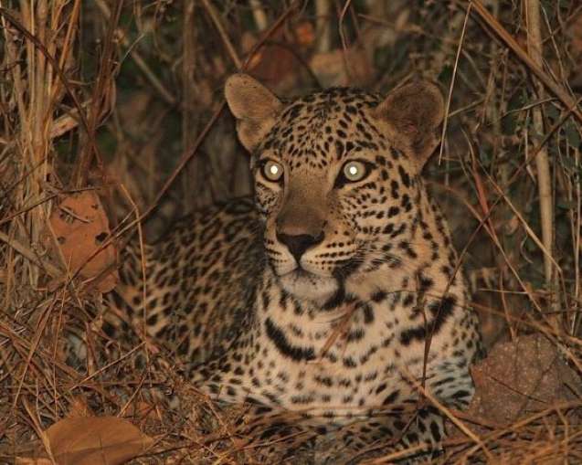 Night Game Drive with Leopard Sighting in Africa