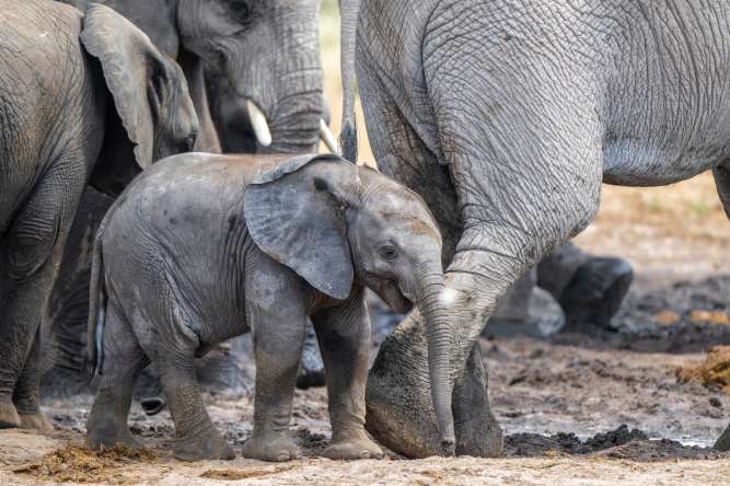 Baby elephant on safari