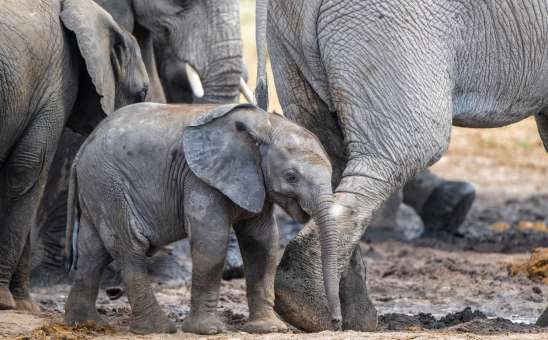 8 Best Safari Add-Ons in Africa: Affordable & Luxury Experiences Worth the Splurge