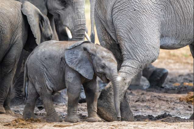 Baby elephant on safari