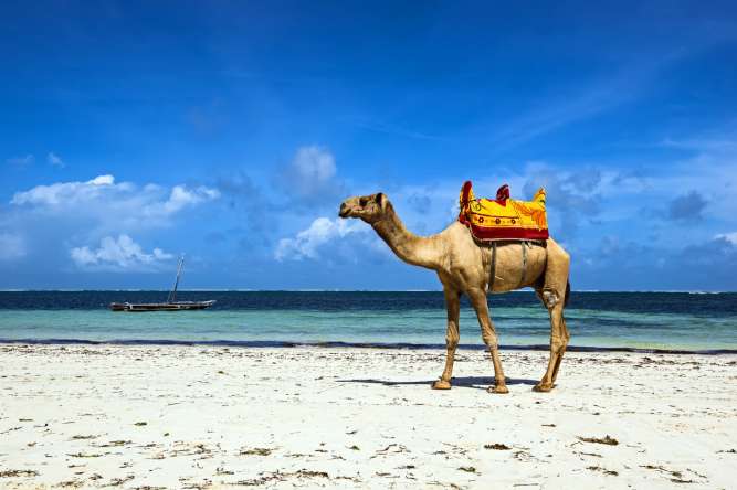 Kenya bush and beach safari