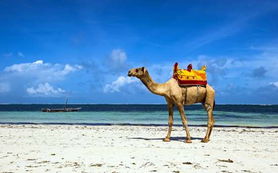 Kenya bush and beach safari