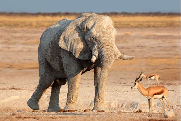 Elephant coated in white dust, Etosha National Park
