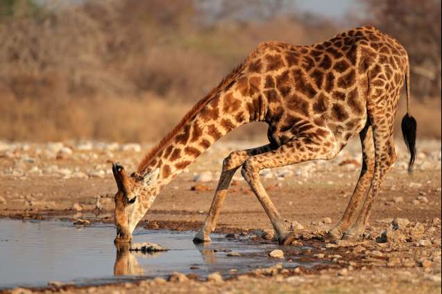 Giraffe drinking at waterhole in Etosha