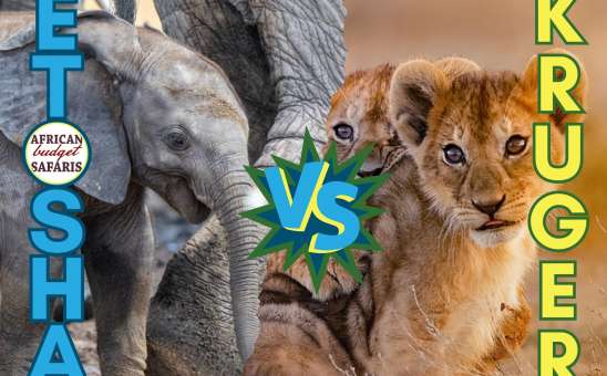 Kruger vs Etosha: Which Safari Destination is Best for You?