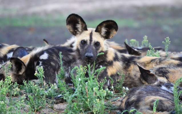 Wild dogs in Kruger National Park