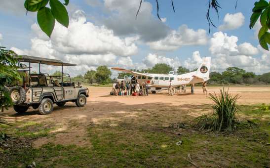 Last-Minute Festive Season Safaris: Where to Find Space for December 2025