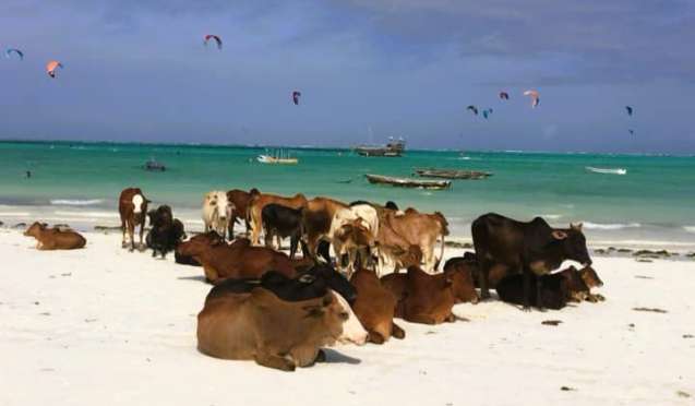 Zanzibar Beach