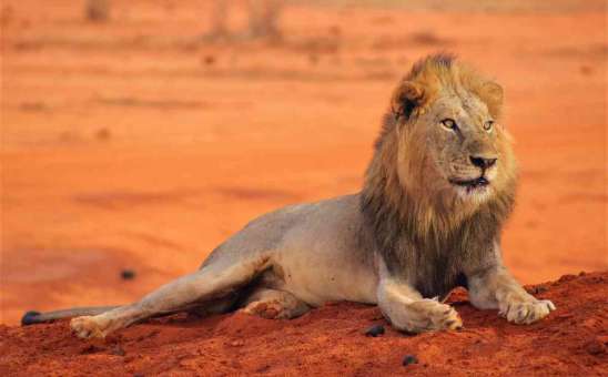 Big 5 Tsavo