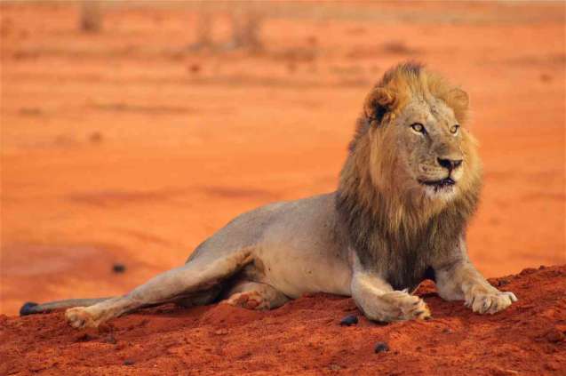 Big 5 Tsavo