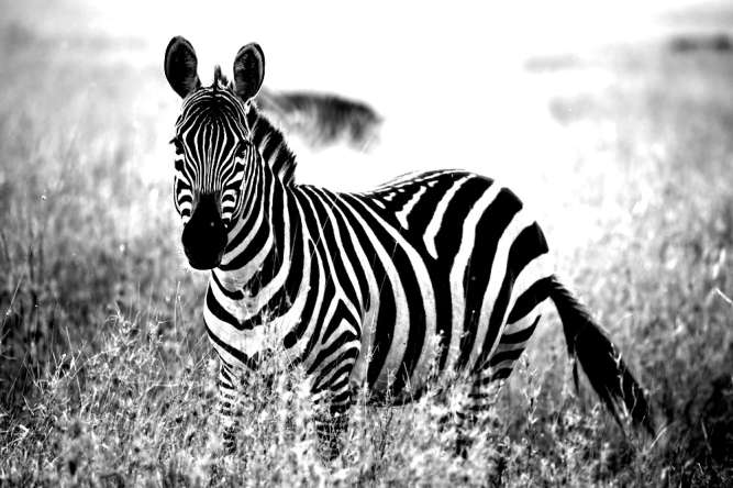 Safari animals Africa