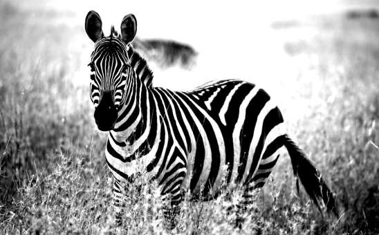 Black Friday Safari Deals: Save Big on African Adventures!