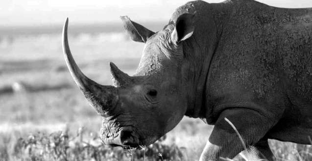 Blk wht rhino
