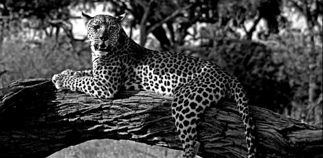 leopard on safari