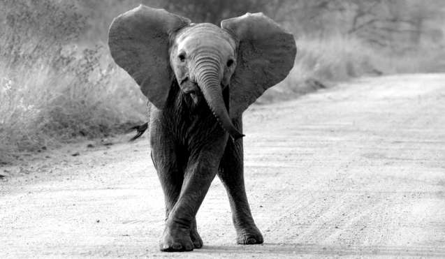 Baby elephant Kruger