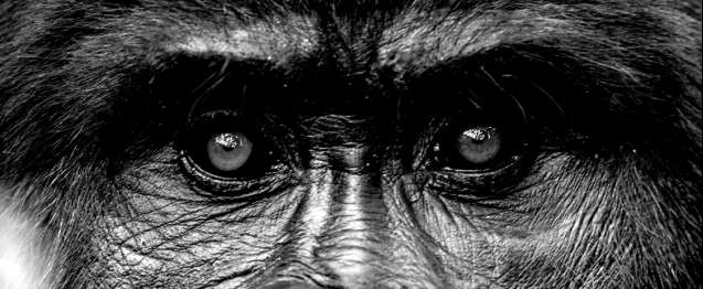Gorilla East Africa